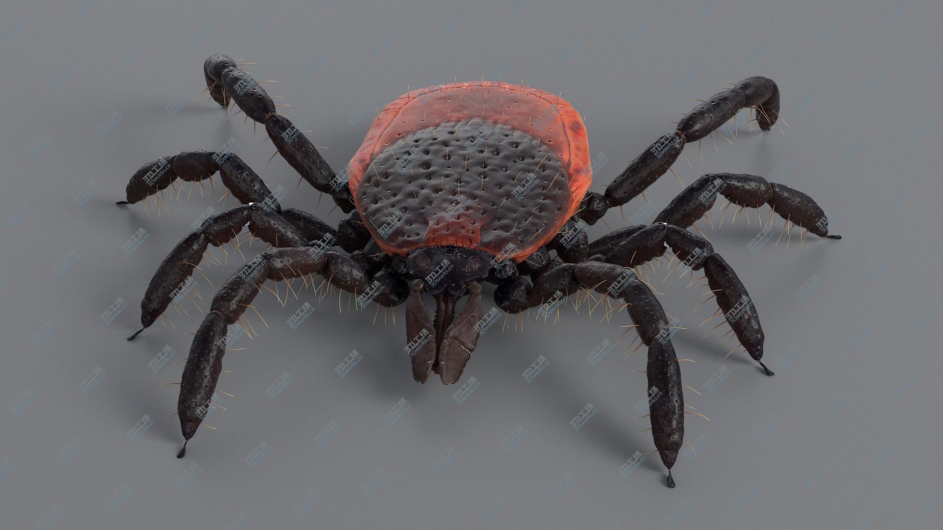 images/goods_img/2021040233/Realistic Tick model/2.jpg